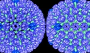 Vacina que combate vírus da catapora pode proteger contra doença de Alzheimer