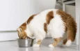 Senado marca sessão temática para debater Estatuto dos Cães e Gatos