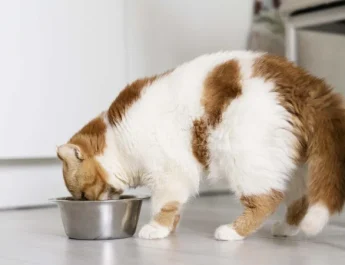 Senado marca sessão temática para debater Estatuto dos Cães e Gatos