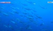 Japão pressiona por maiores cotas de captura em conferência sobre atum-azul em Nagasaki